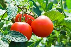 Zachraňte své rajčata před zkázou: Efektivní metody, jak bojovat s hnilobou