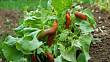 Ochraňte zeleninu před škůdci: Můžete ji schovat mezi nevábné rostliny nebo na zahradu nalákejte berušky
