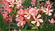5 pravidel pro správnou péči o oleandry v květináči v létě