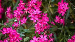 Oleandry zdobí zahrady krásnými barevnými květy: Zde je pár rad, jak je správně pěstovat