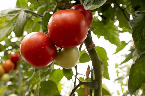 Pěstování rajčat ve vyvýšeném záhonu se mírně liší od klasického pěstování