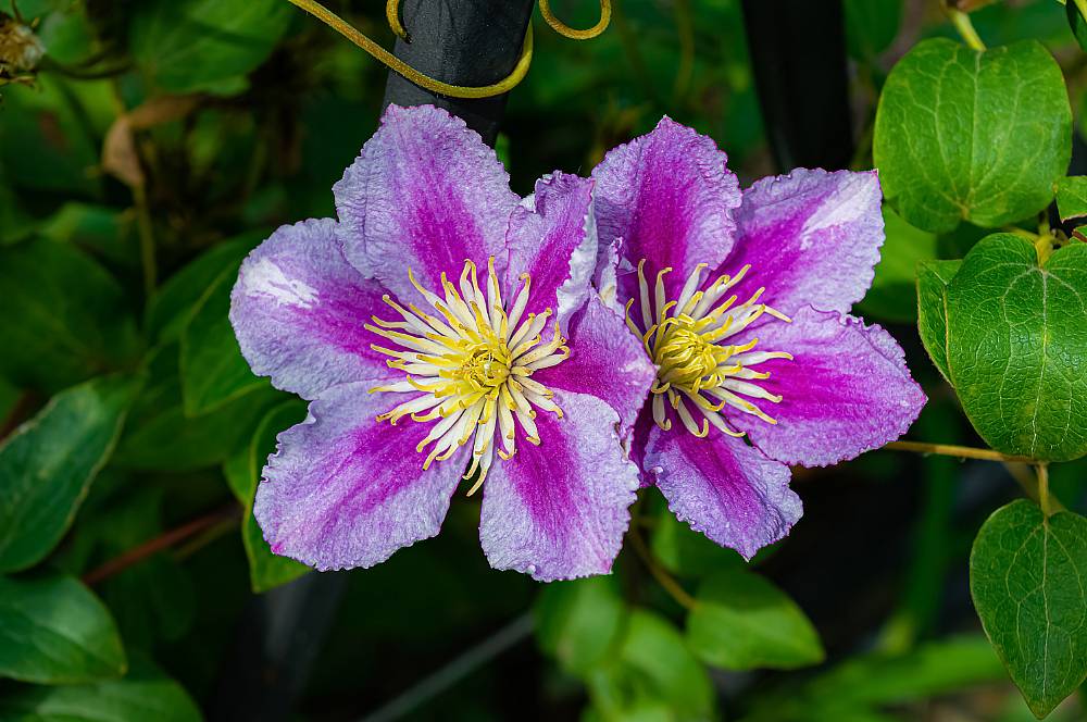 Clematis