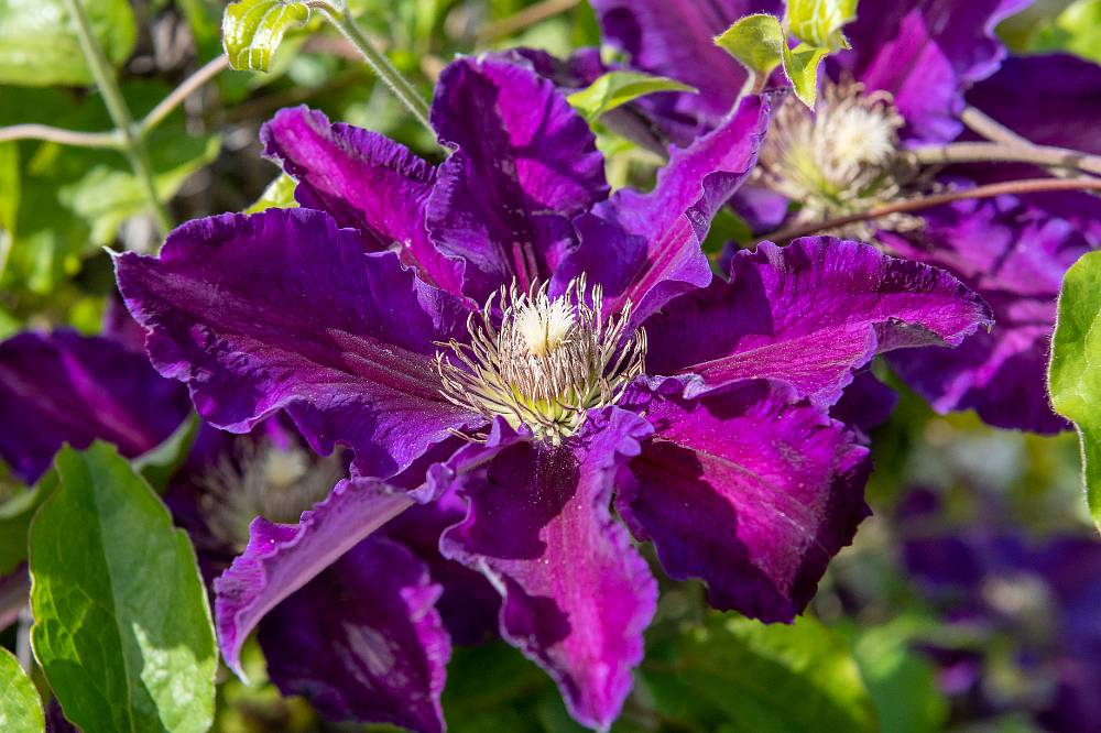 Clematis