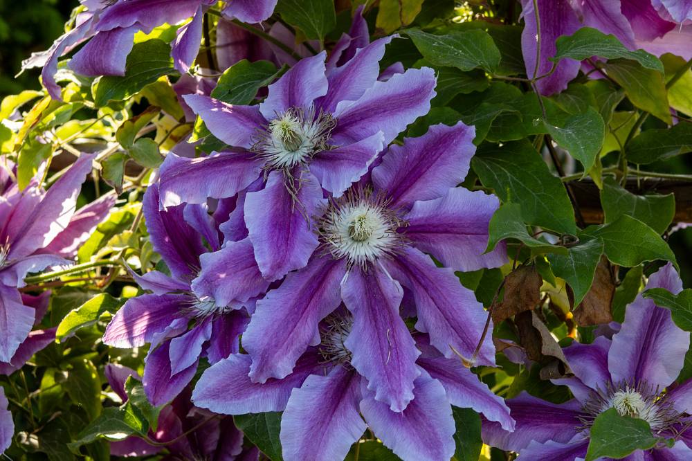 Clematis