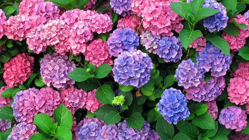 Barva květů závisí na kyselosti zeminy.