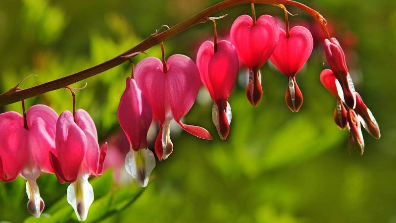 Tato rostlina se český nazývá srdcovka nádherná. Připomíná totiž srdce