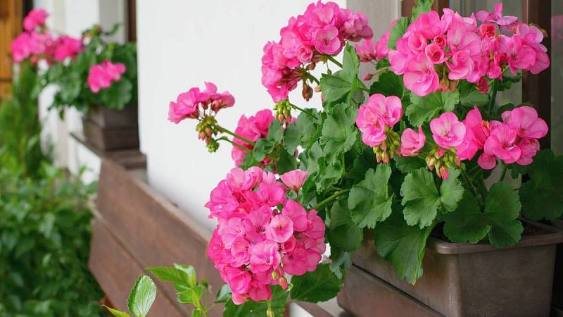 Nezapomínejte z muškátů pravidelně odstraňovat odkvetlé květy, podpoříte tím tvorbu nových květů