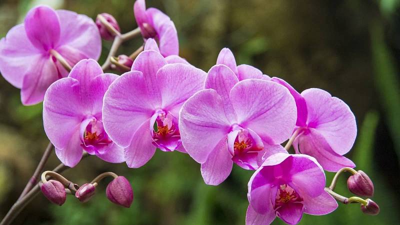 Správná péče o orchideje je důležitá
