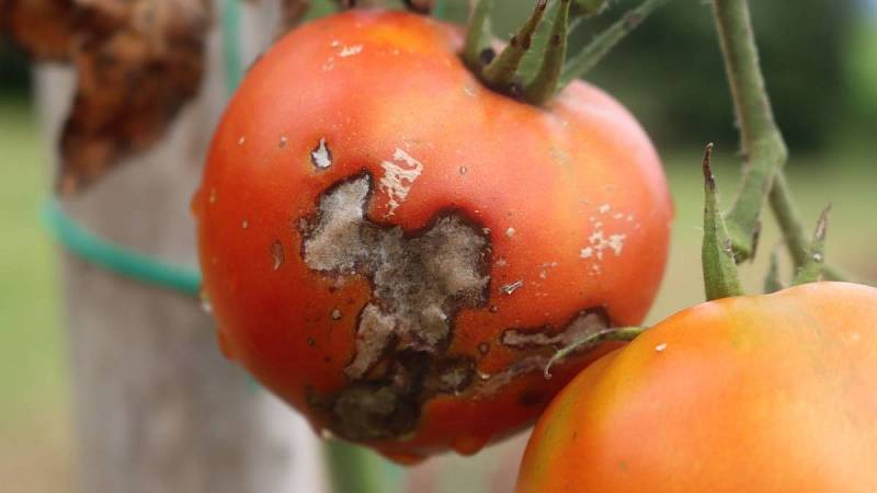 Prevencí hniloby rajčat může být kalcium.