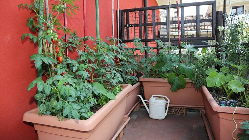 Pěstování cukety vertikálně je vhodné především na balkóně, ušetříte tím místo