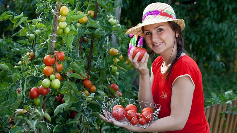 O rajčata je důležité se starat. Nesmíte zapomínat i třeba na odstranění suchých listů