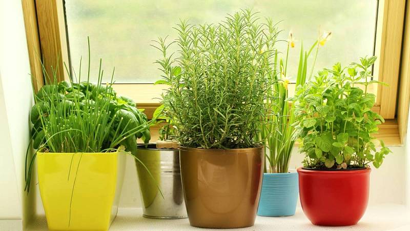 Pokud pěstujete bylinky třeba na parapetu, nezapomínejte, že bylinky potřebují slunné místo