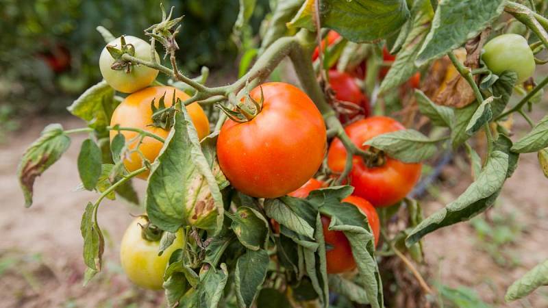 Věděli jste, že při sázení rajčat je dobré dát před sazenicí vhodné hnojivo?