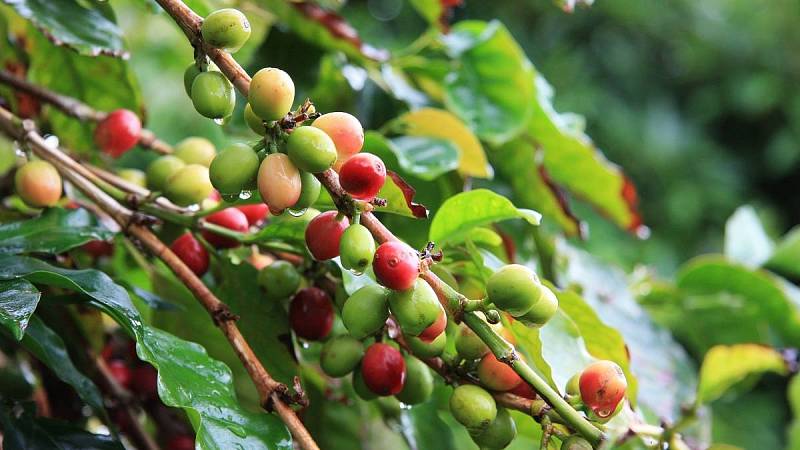 Plody kávovníku arabského