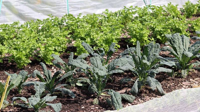 Při pěstování cuket je důležité vybírat správnou sousední zeleninu