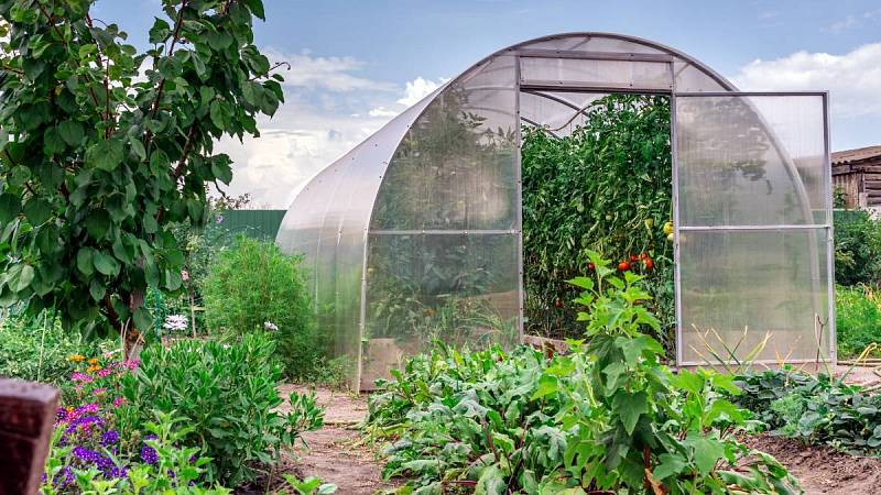 Se sázením rajčat je nejlepší začít v květináči ve skleníku, až se dostatečně oteplí, tak je přemístit ven