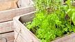 Z parapetu přímo do vaší kuchyně: Vypěstujte si vlastní bylinky u vás doma