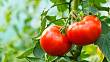 Rajčata bez chemie: takto vypěstujete organické a velmi chutné plody!
