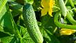 Když okurky žloutnou: Co dělat, aby okurky na rostlině zůstávaly zelené
