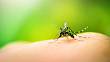 Sezóna komárů je tu: Podněty, které komáry skutečně přitahují, vyhněte se jim