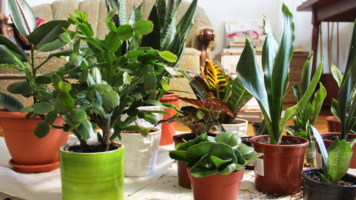 Oživte si domácí kancelář zelení: 10 nejlepších rostlin pro fresh start