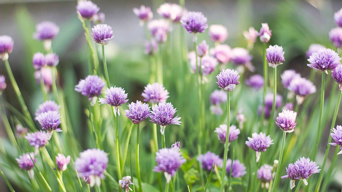 Fialové květy pažitky nelikvidujte – vyrobte si z nich aromatický ocet