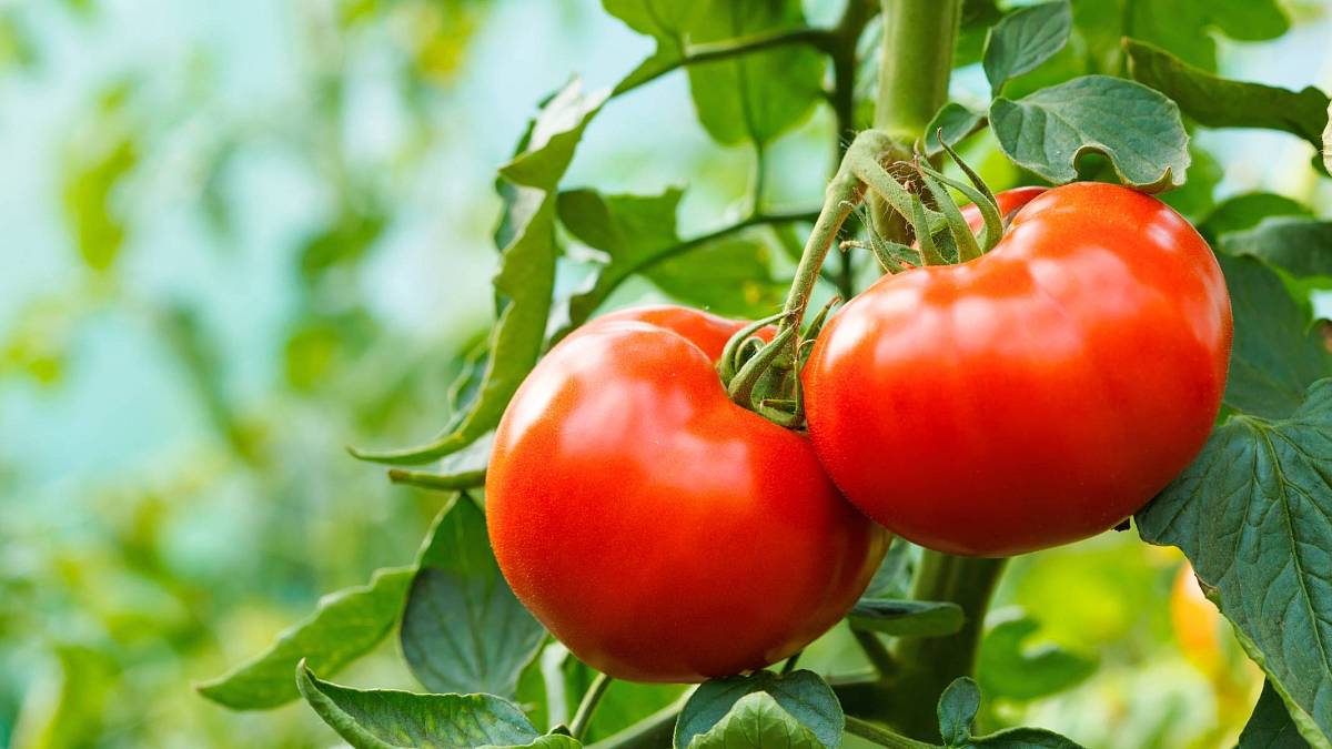 Rajčata bez chemie: takto vypěstujete organické a velmi chutné plody!