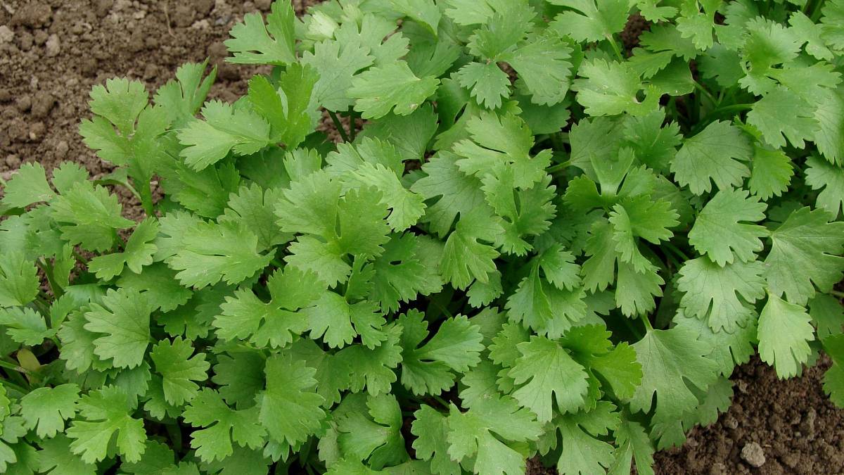 Jak se co nejlépe a jednoduše starat o koriandr – od semínka po voňavou bylinu
