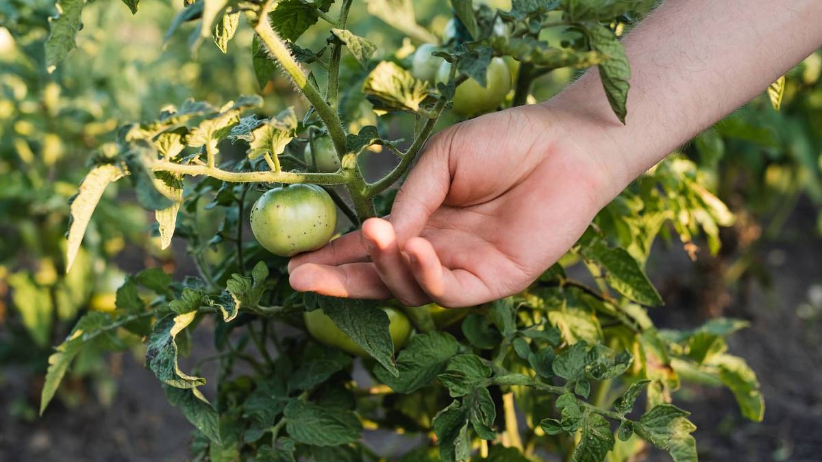 Fialové skvrny na rostliny vašich rajčat nepatří. Zbavte se jich přidáním potřebných živin