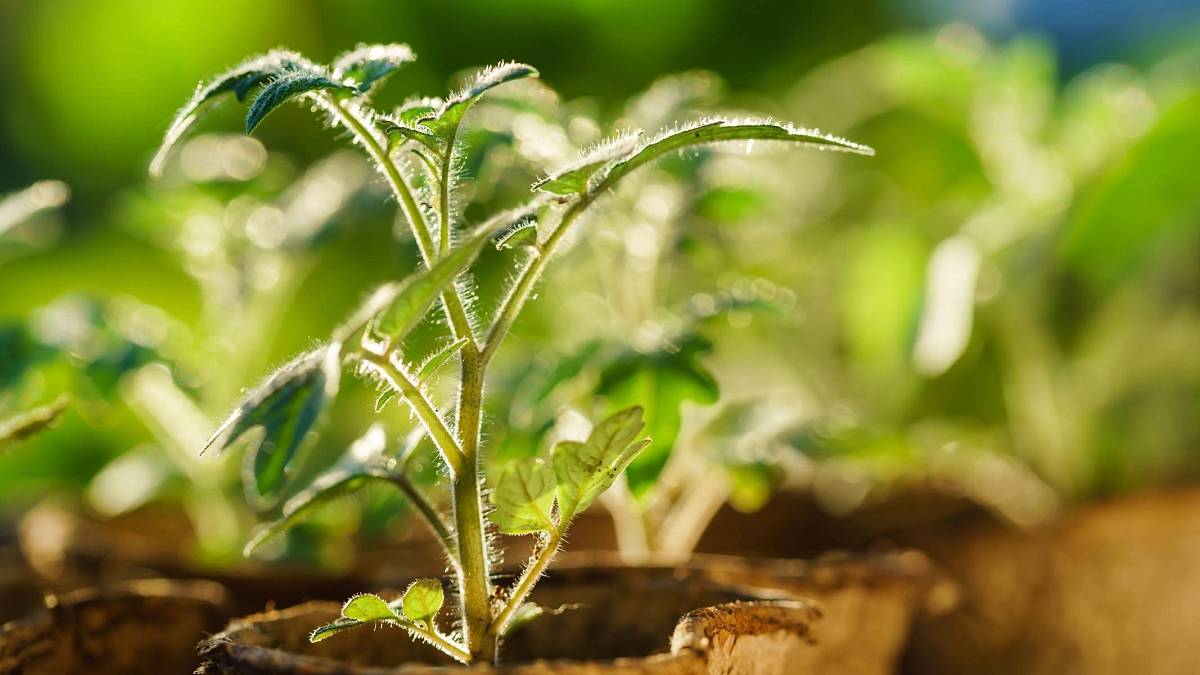 Krok za krokem, jak pěstovat a skladovat rajčata ze semínek z naší vlastní zahrádky