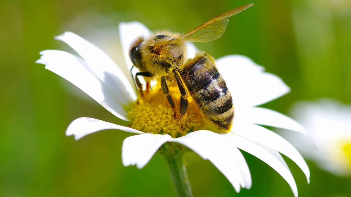 Nejlepší rostliny vaší zahrádky, vhodné pro včely, čmeláky a motýly