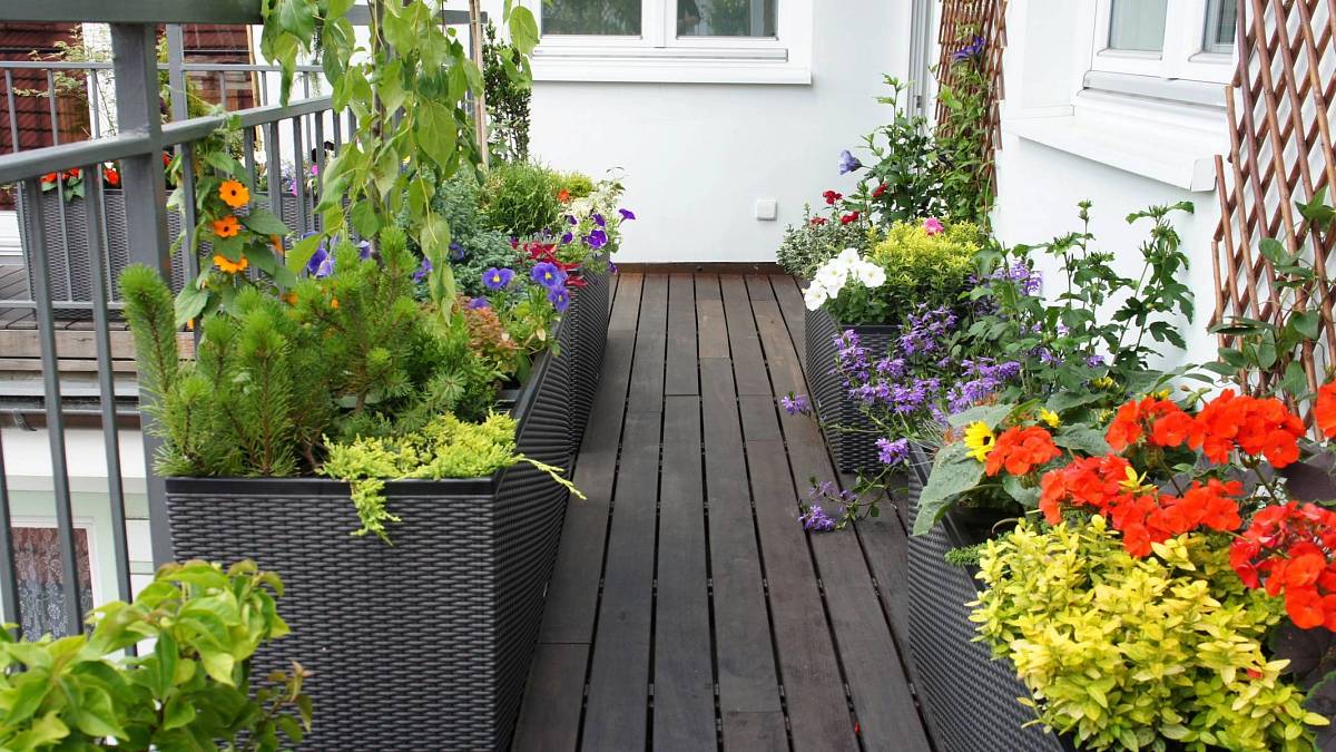 Popínavé rostlinky, které je možné pěstovat v květináči na balkoně