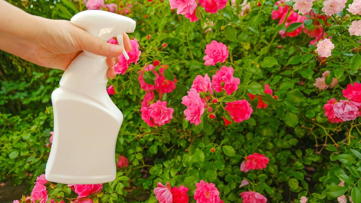 Mléčný postřik proti plísním – u růží dávejte pozor na druh mléka
