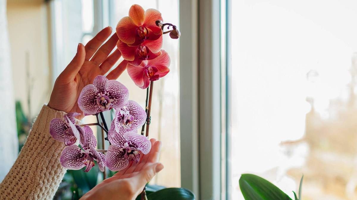 Jak na zastřihávání orchidejí – pár rad, kdy je potřeba a kdy ne