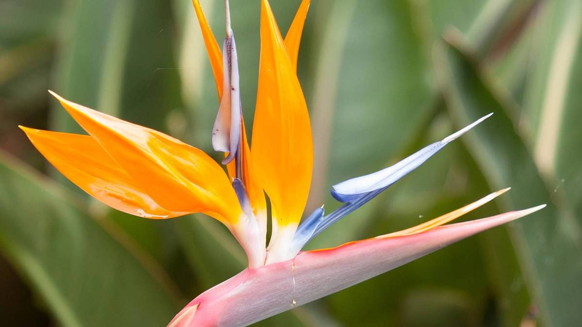 Strelitzia nabízí exotickou krásu, kterou vás odmění pouze za vzornou péči