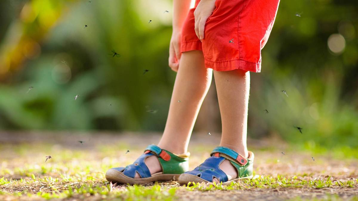 Zbavte se nepříjemných komárů, a to jednou pro vždy: Vyzkoušejte účinné tipy, které může využít opravdu každý