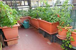 Více než 10 druhů zeleniny, které si můžete vypěstovat i v případě, že máte jen malý balkón