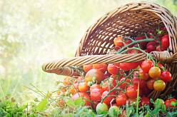Šest osvědčených tipů, jak zvýraznit chuť vašich pěstovaných rajčat