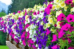 Petúnie a péče o ně ve vegetačním období - vyčištění odkvetlých květů se vám vyplatí v podobě bujných květů