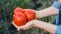 Přírodní kvásek jako doplněk stravy pro rajčata: Pokud vám zbyl starý chléb, jednoduše si vytvořte efektivní hnojivo