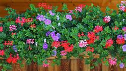 Správná zálivka muškátů: Jak zajistit, aby vaše balkonové květiny kvetly v plné kráse