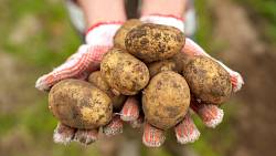 Pěstování brambor v květináči: Výběr kvalitní sadbové odrůdy pro úspěšnou sklizeň