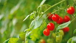 Tajemství bohaté úrody cherry rajčat: Správné prořezávání krok za krokem