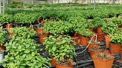 Pěstování bylinek ve skleníku: Jak vytvořit ideální podmínky pro bohatou úrodu