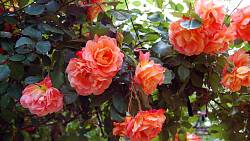 Aby vám růže dělaly radost dlouhodobě aneb prořezávání se nevyhnete