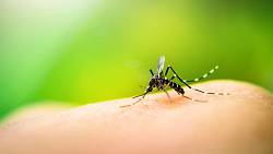 Sezóna komárů je tu: Podněty, které komáry skutečně přitahují, vyhněte se jim