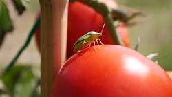 Sbohem, mšice: Jak bojovat proti škůdcům na rajčatech a cuketách?