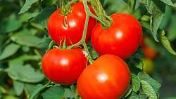 Jak na opylování rajčat bez hmyzu – stačí je ve vhodnou chvíli protřepat