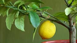 I ze semínka si můžete doma vypěstovat svůj citronovník