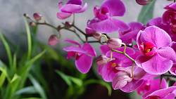 Jak správně pečovat o orchideje: Udržte své rostliny krásné a zdravé po celý rok, zejména během horkého léta